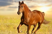 Gewährleistungsansprüche beim Pferdekauf