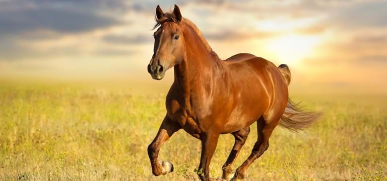 Gewährleistungsansprüche beim Pferdekauf
